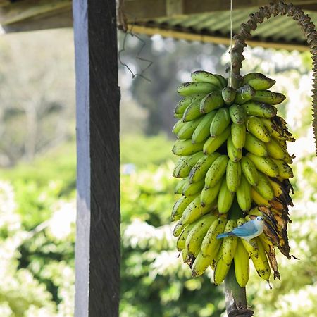 Coffee Garden Ranch Costa Rica Διαμέρισμα Concepcion  Εξωτερικό φωτογραφία