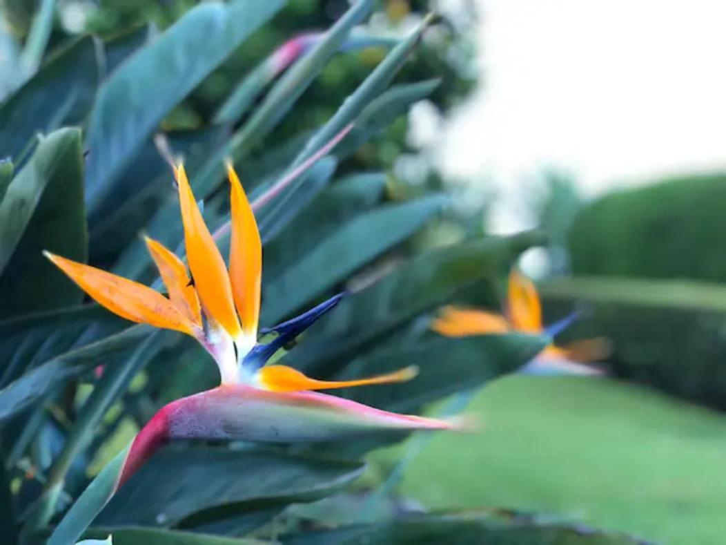 Coffee Garden Ranch Costa Rica Διαμέρισμα Concepcion  Εξωτερικό φωτογραφία