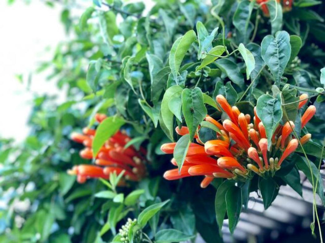 Coffee Garden Ranch Costa Rica Διαμέρισμα Concepcion  Εξωτερικό φωτογραφία