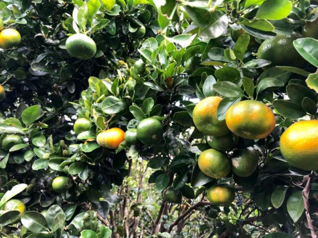 Coffee Garden Ranch Costa Rica Διαμέρισμα Concepcion  Εξωτερικό φωτογραφία