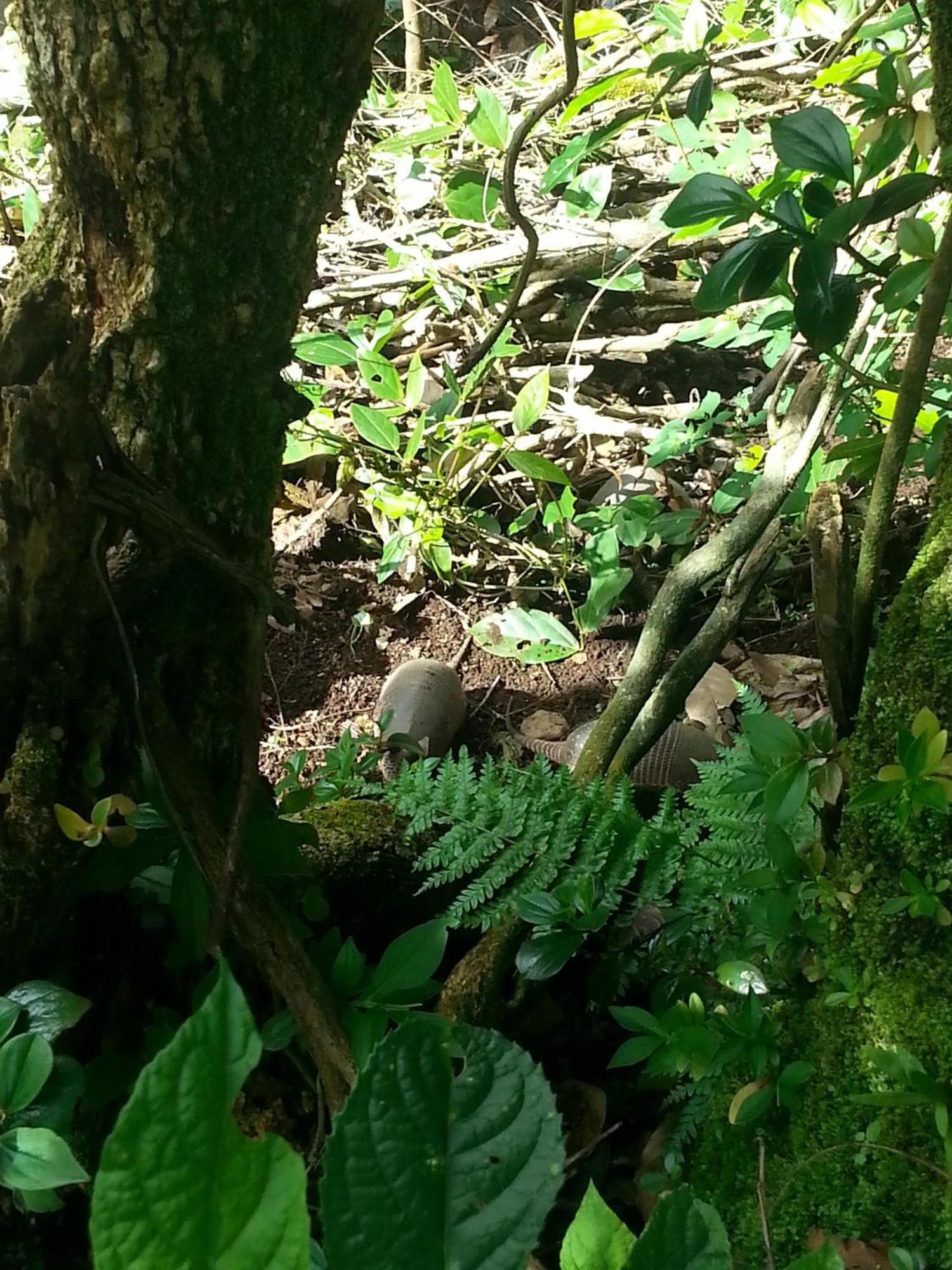 Coffee Garden Ranch Costa Rica Διαμέρισμα Concepcion  Εξωτερικό φωτογραφία