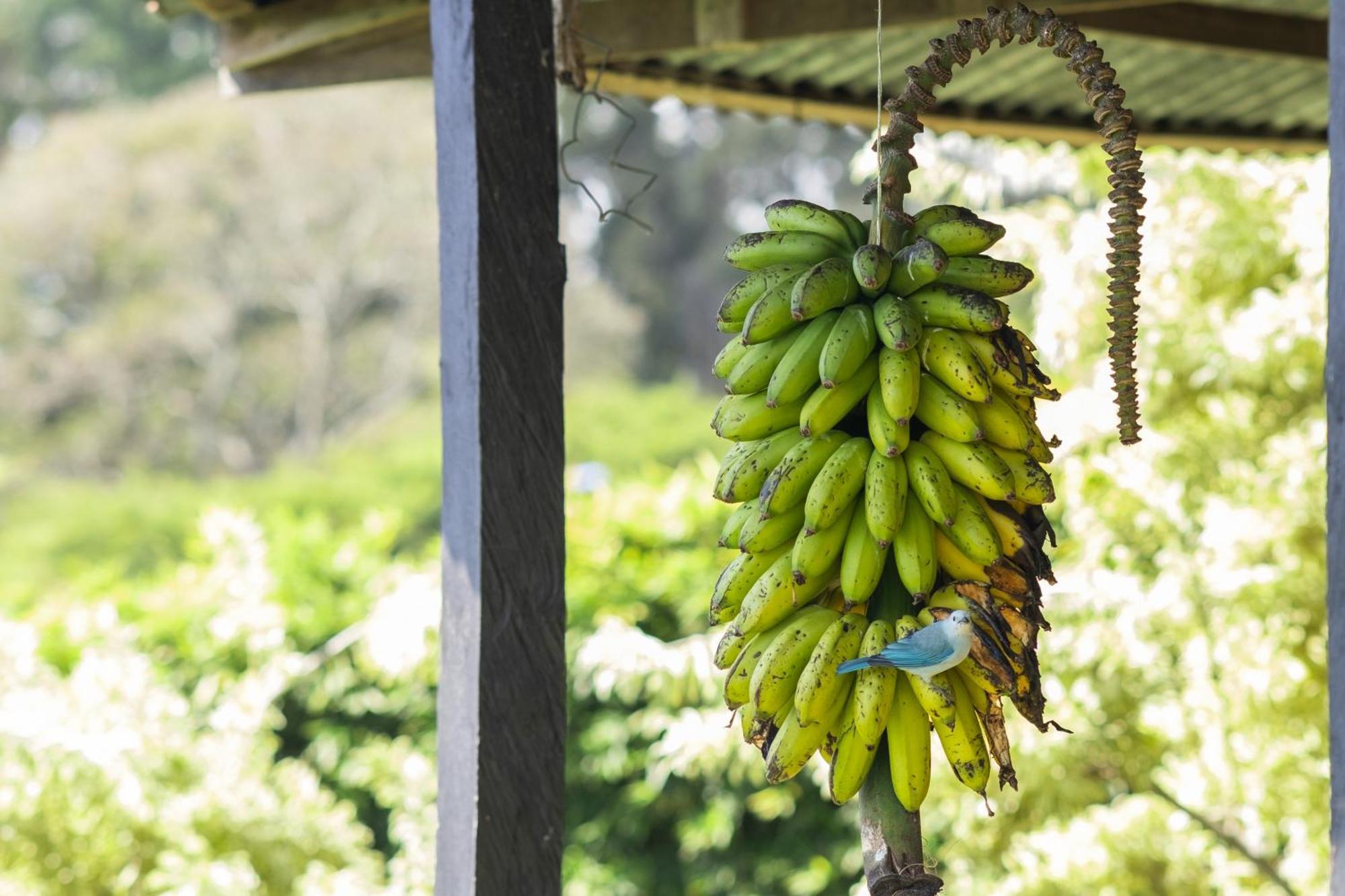 Coffee Garden Ranch Costa Rica Διαμέρισμα Concepcion  Εξωτερικό φωτογραφία